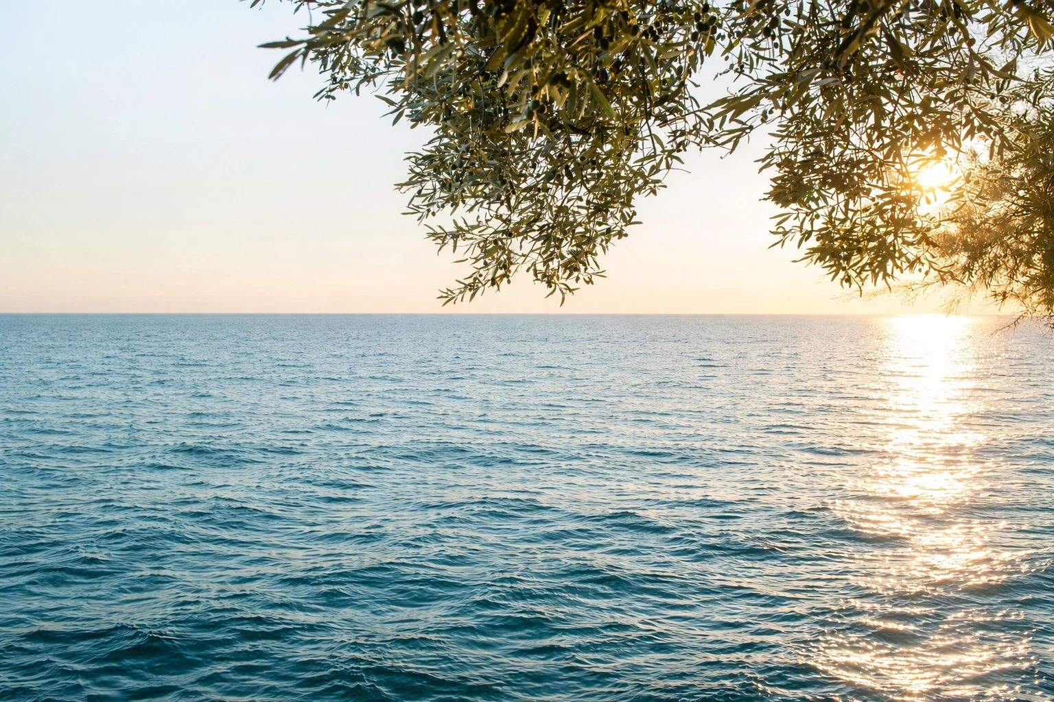 Coucher de soleil sur la mer avec branchages, vue idéale pour villas de luxe