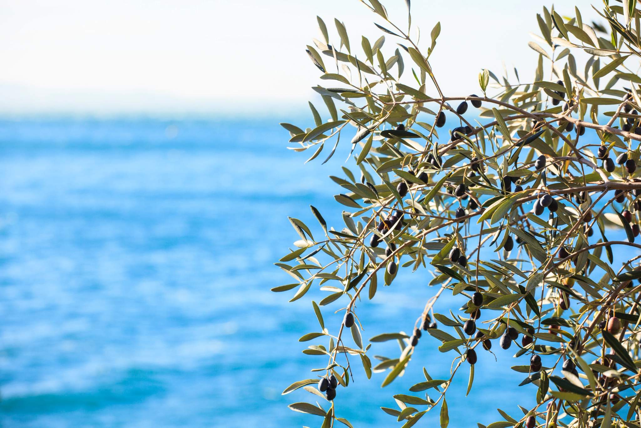 Branche d'olivier avec olives noires face à la mer bleue, symbole de luxe méditerranéen