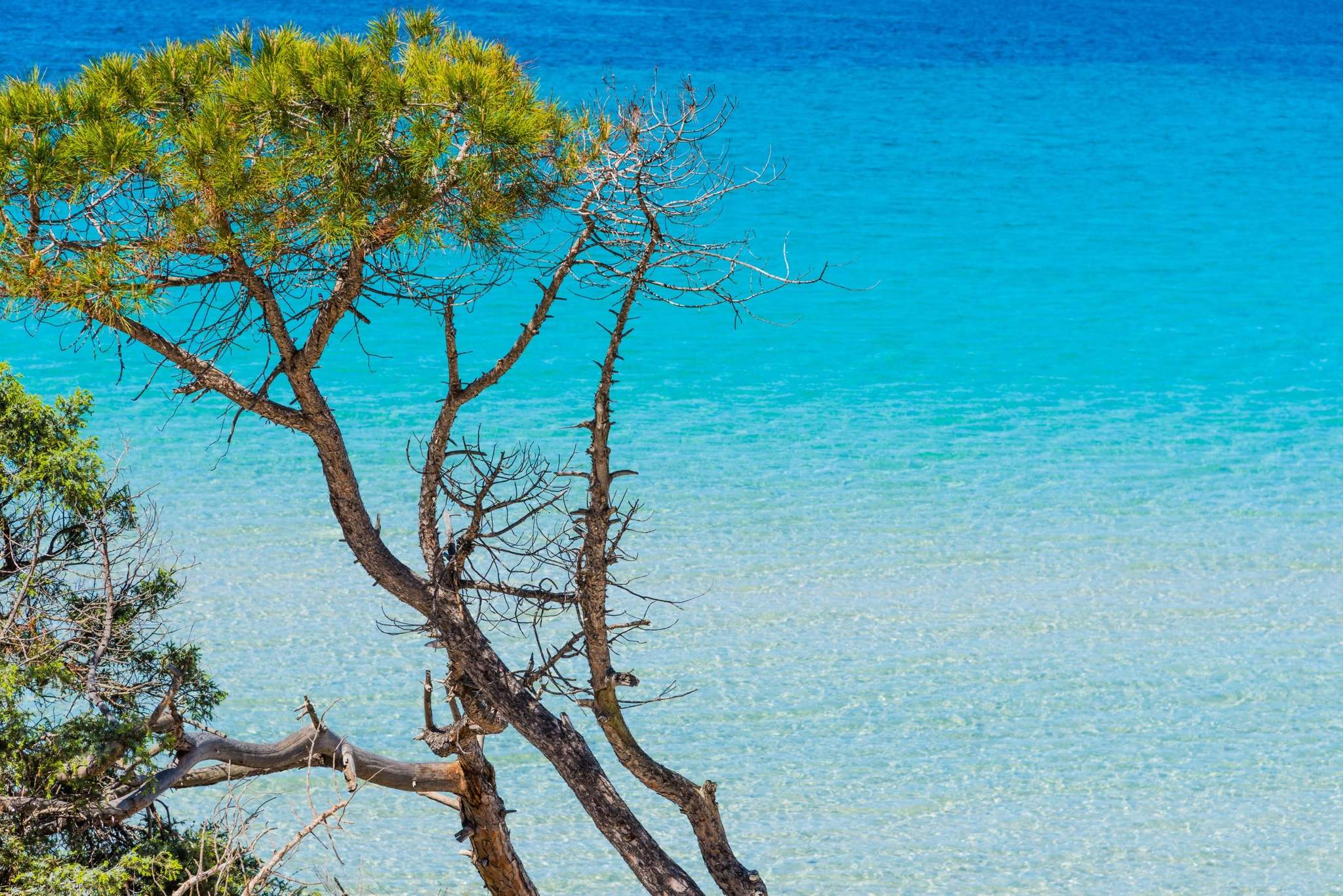 Un pin parasol tordu face à la mer turquoise du Domaine Valle Doniche